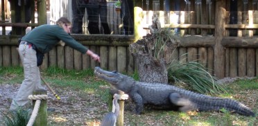 065 Floride StA Alligator1