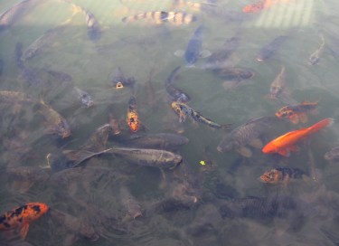 067 Floride Poissons